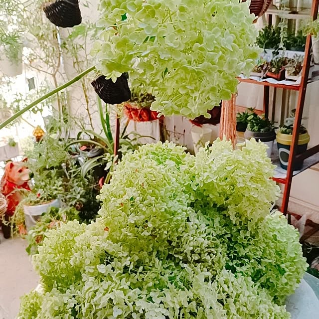 Hanakaさんの部屋