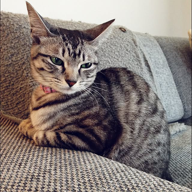 kokedamaさんの実例写真