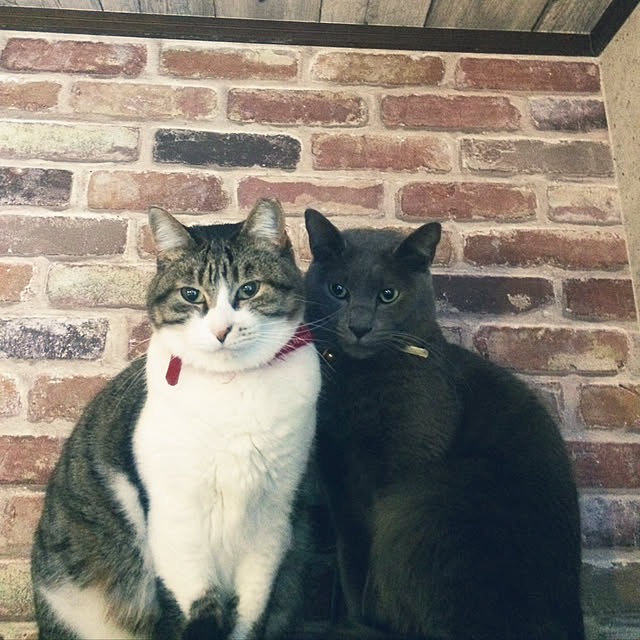 annさんの実例写真