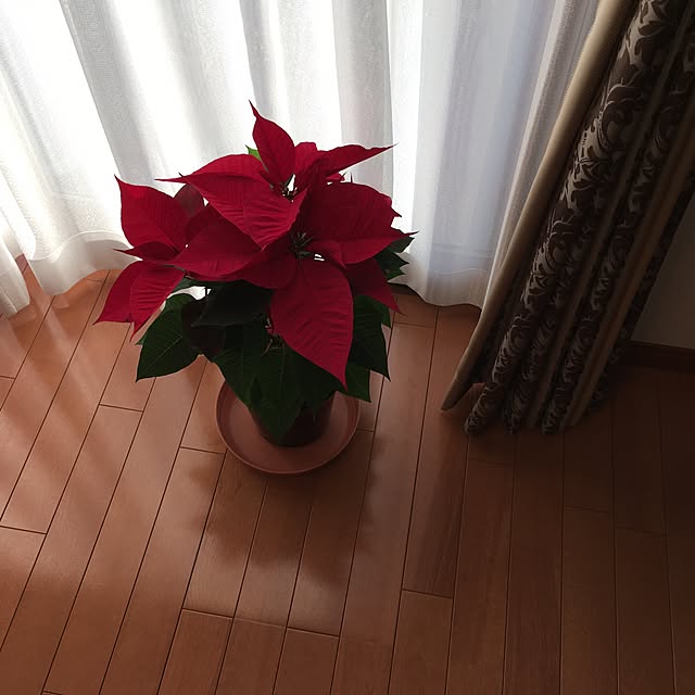 shirkさんの実例写真
