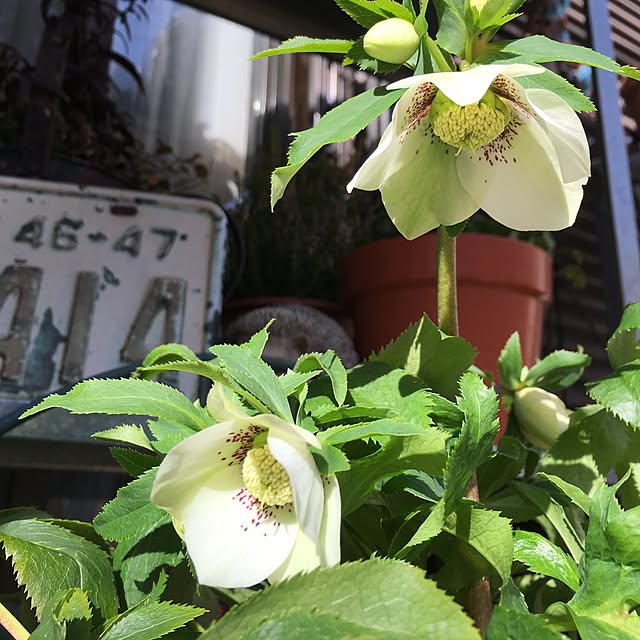 onokenkoさんの実例写真