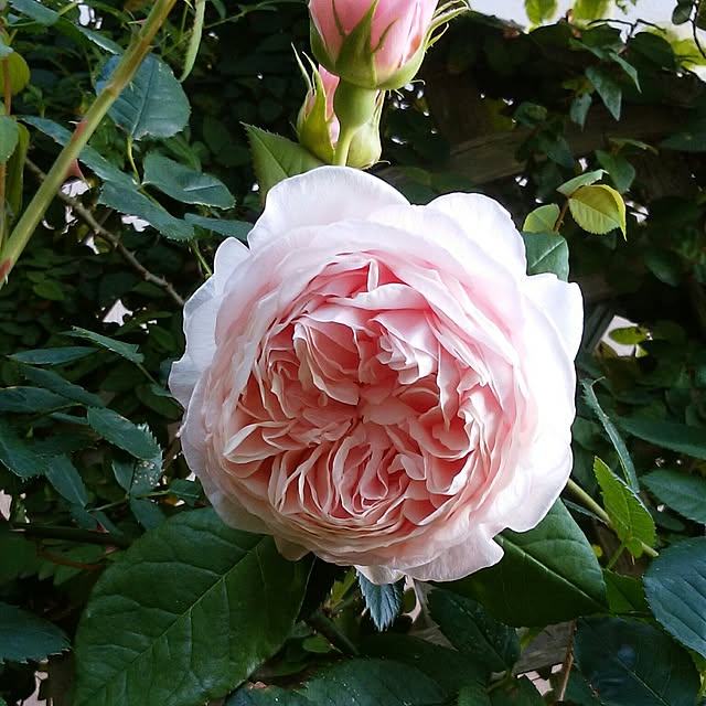 yum0408さんの実例写真
