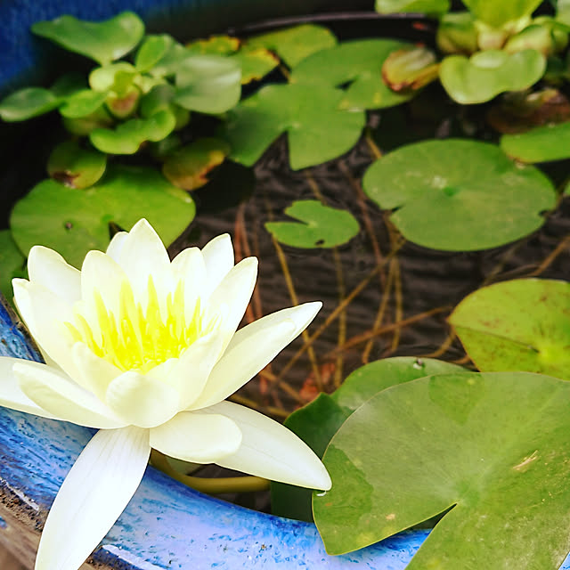 ot-gardenさんの実例写真