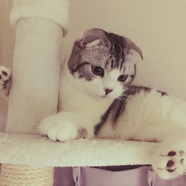 tomommyさんの実例写真