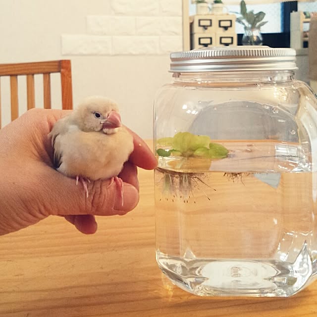 konorikoさんの実例写真