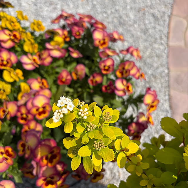 ronronさんの部屋