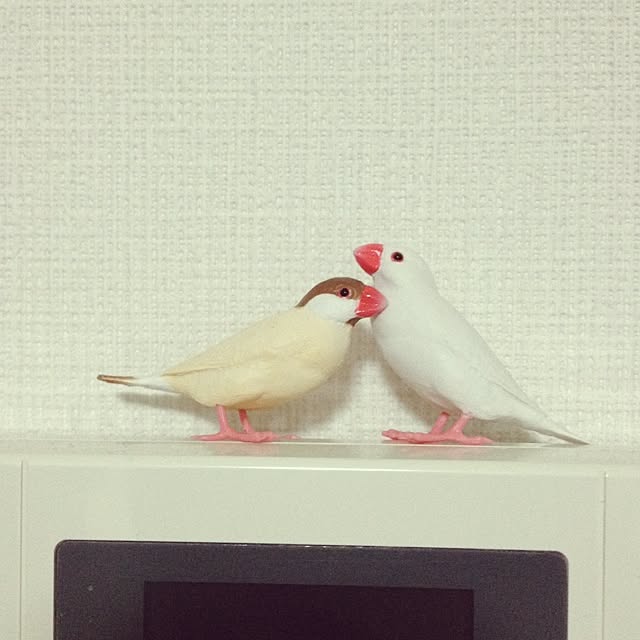kan_chanさんの実例写真