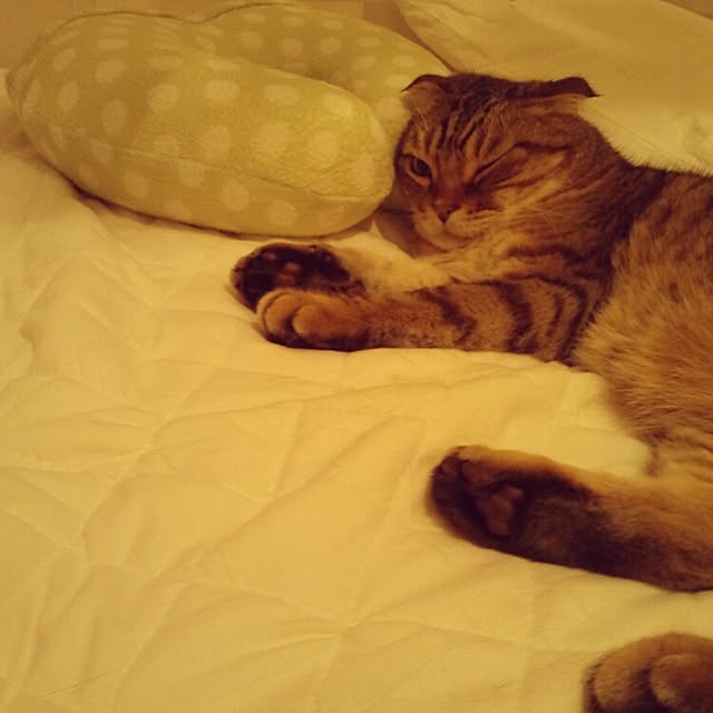 neko5673さんの実例写真
