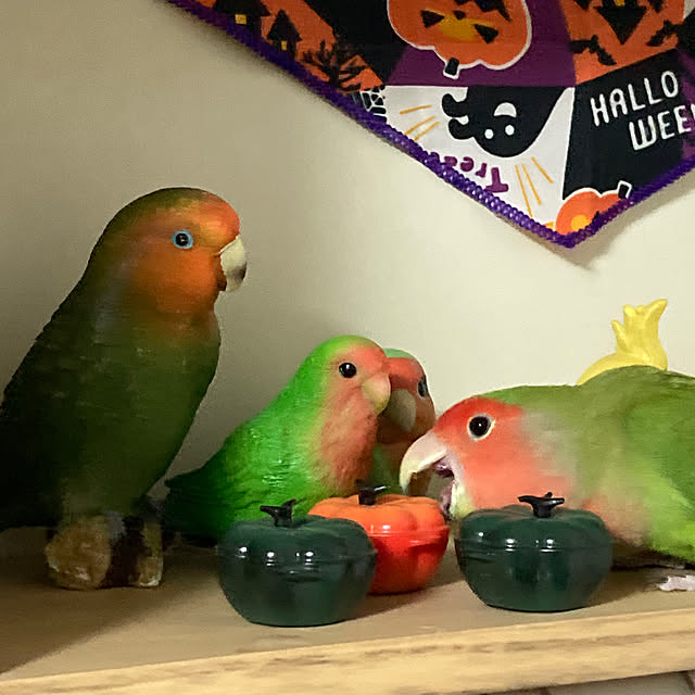 toratanさんの部屋