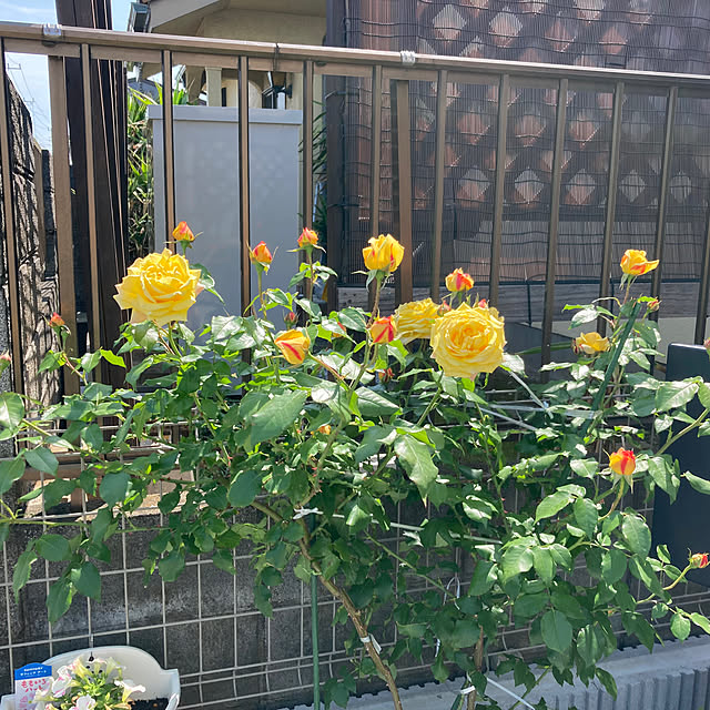 LeLuongさんの部屋