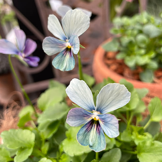 shiropenguinさんの実例写真