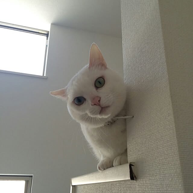 kikinanaさんの実例写真
