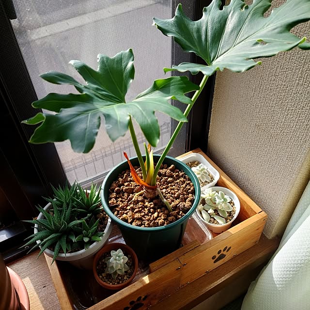 momoさんの実例写真