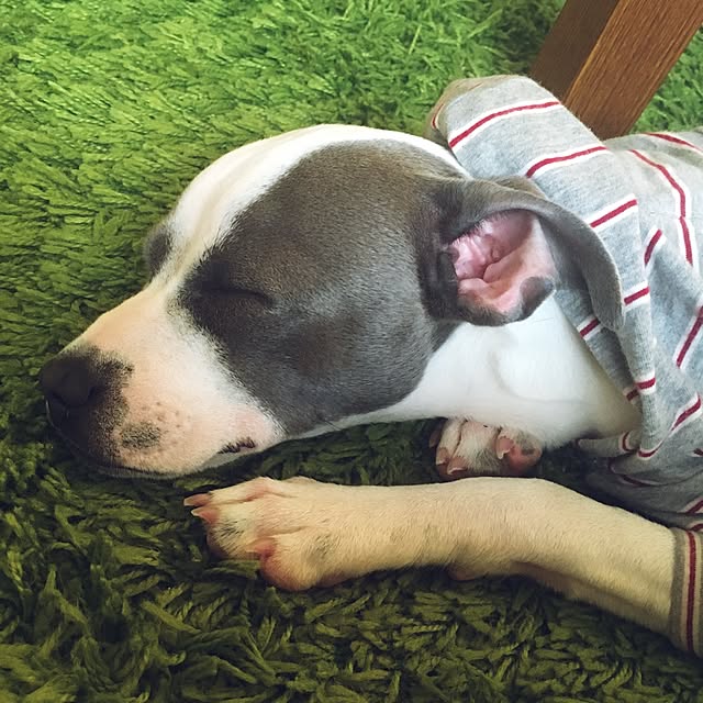 pua35さんの実例写真