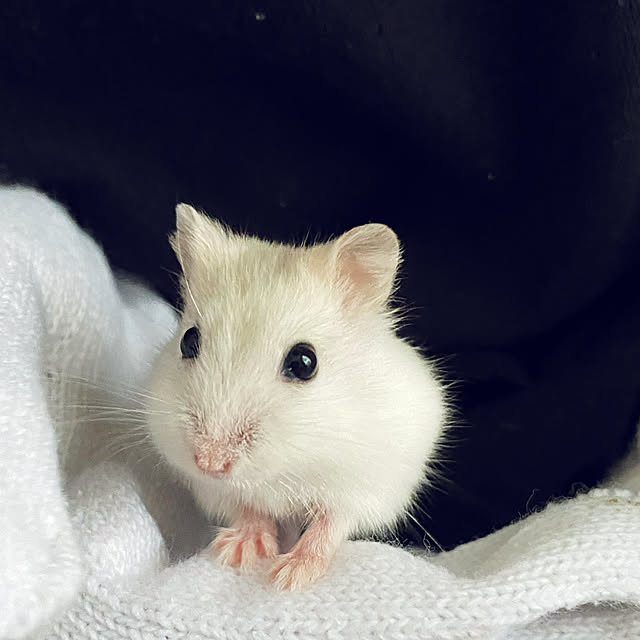 mimiさんの実例写真