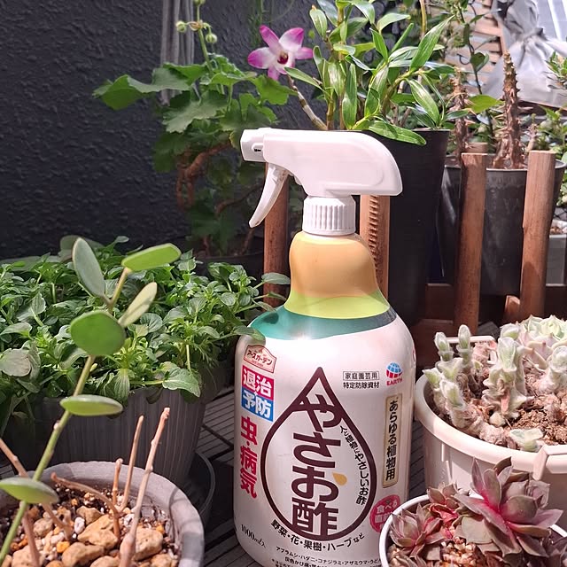 noaさんの実例写真