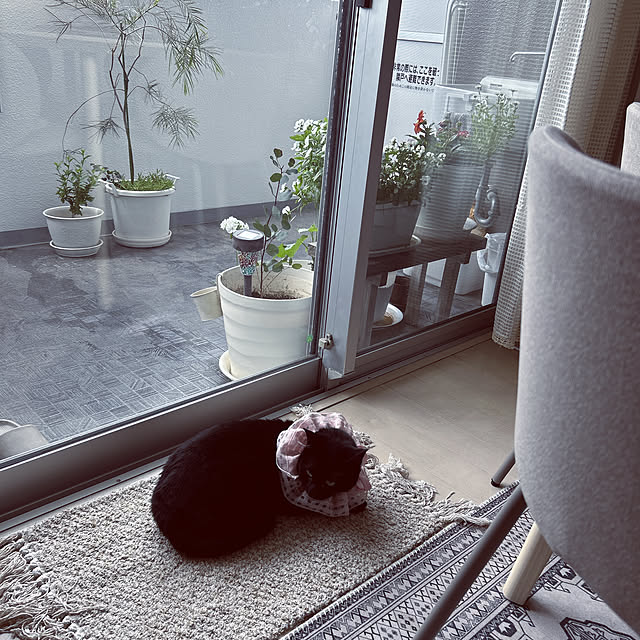 nekomiさんの部屋