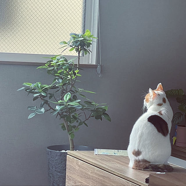 ikuzakさんの実例写真