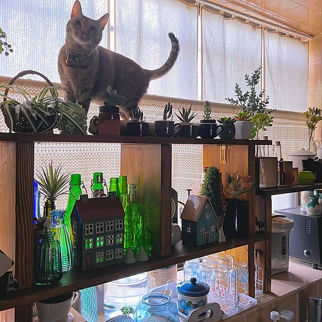 mohhaさんの実例写真