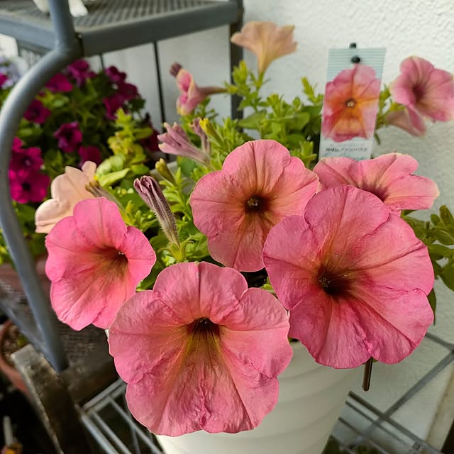 VERANDARJUNさんの実例写真