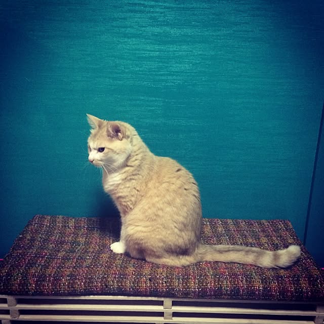 Suaihoomさんの実例写真