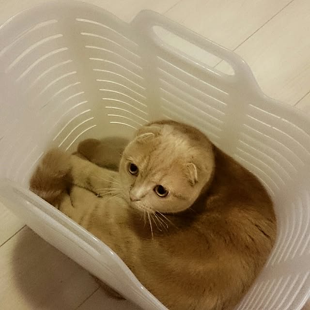 MarshmallowMuffinさんの実例写真