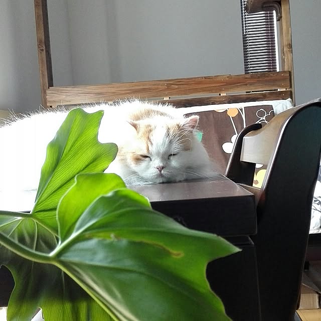 1ldksさんの実例写真