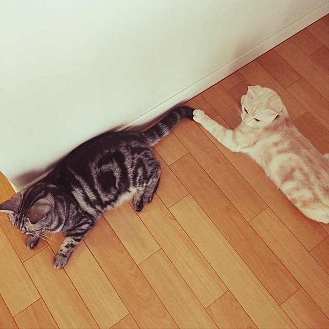 hiyupan88さんの実例写真