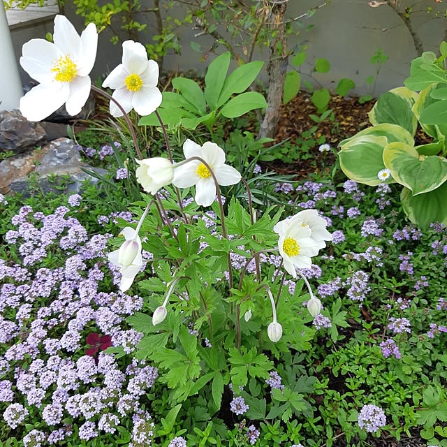 nanoさんの部屋