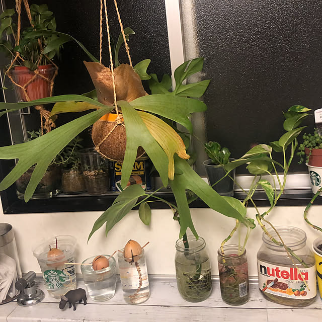 キッチン/一人暮らし/観葉植物/リメイクシートのインテリア実例 - 2020-08-28 00:20:17