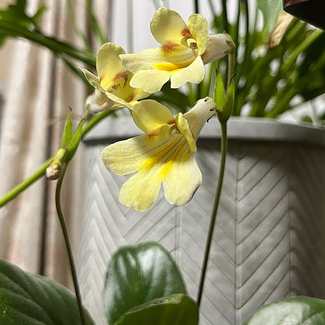 cotaさんの部屋