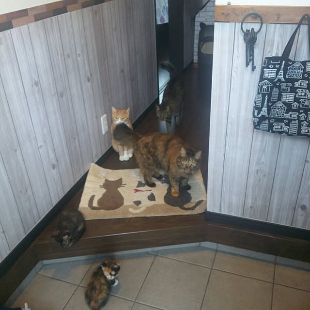 chamakonanさんの実例写真