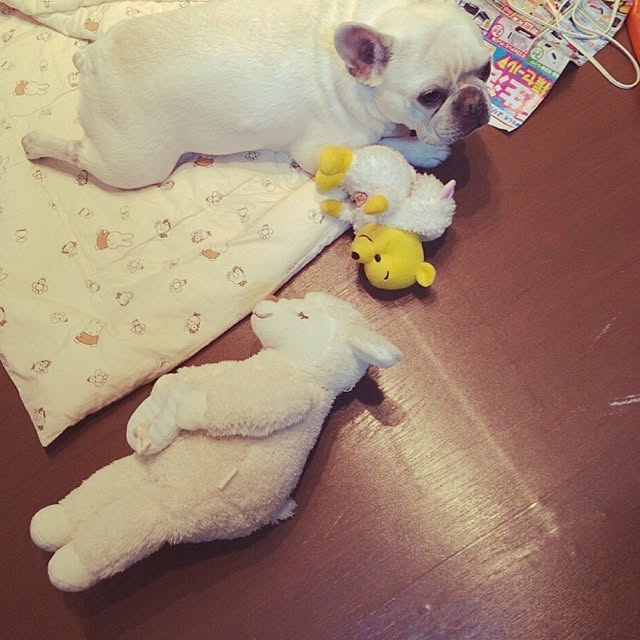 konopiさんの実例写真