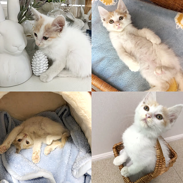 yuchiさんの実例写真