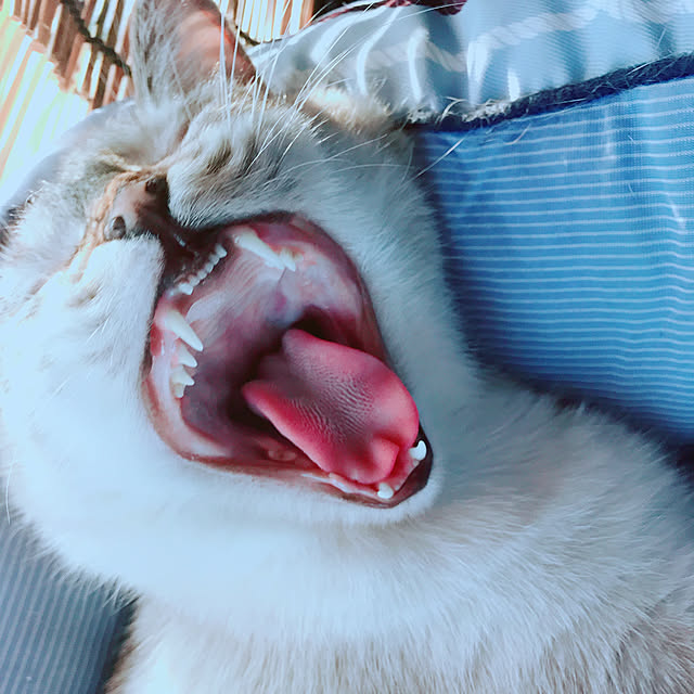 nachuさんの実例写真