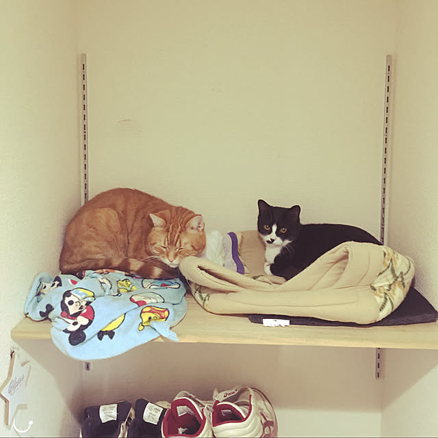 nekoさんの実例写真