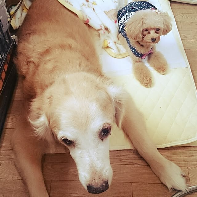 OBTERNIR88filerさんの実例写真