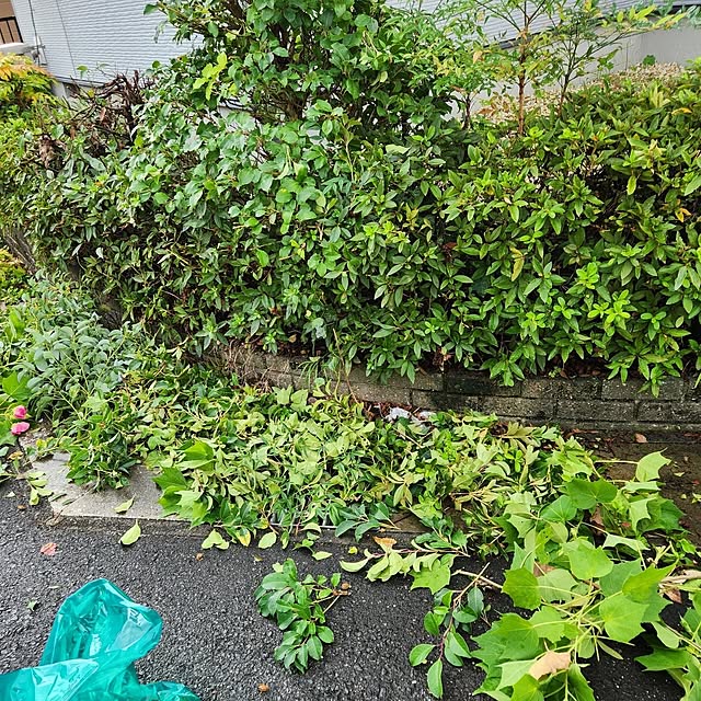 Mizubasyoさんの部屋