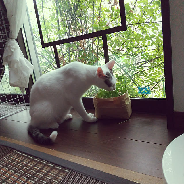 Mikaさんの実例写真