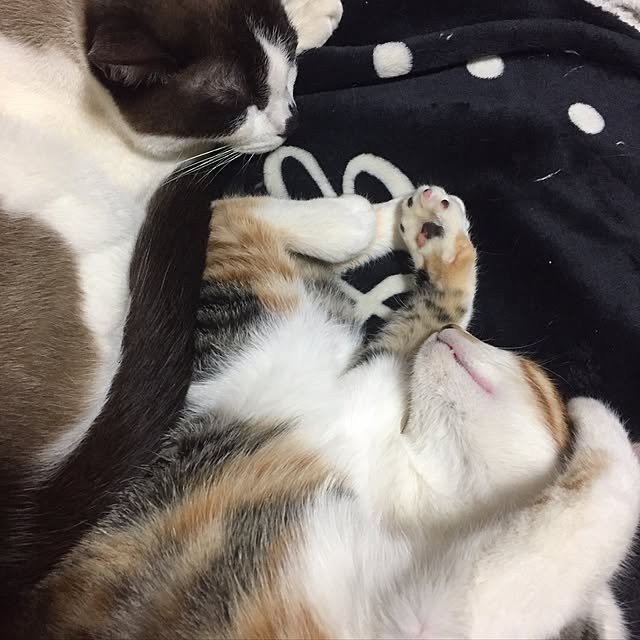 vivienne.coco-keiさんの実例写真