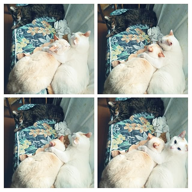 posauruさんの実例写真
