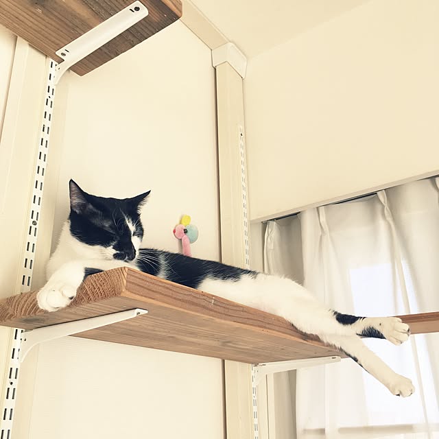 mikomaruさんの実例写真
