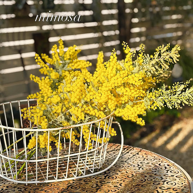 mameshibaさんの実例写真