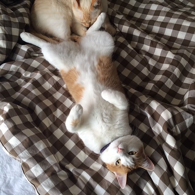 bobooooonさんの実例写真