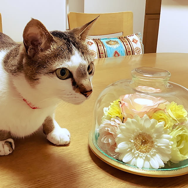 haruminさんの実例写真