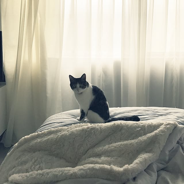 Shihoさんの実例写真