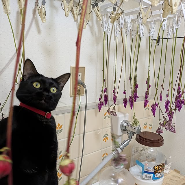 asaさんの実例写真