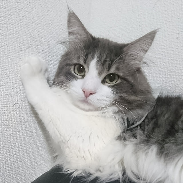 shinobuさんの実例写真