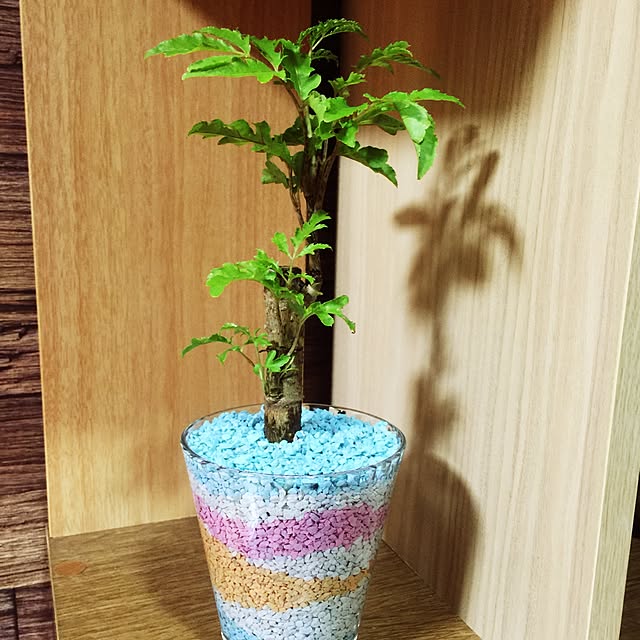 Kiyomiさんの実例写真