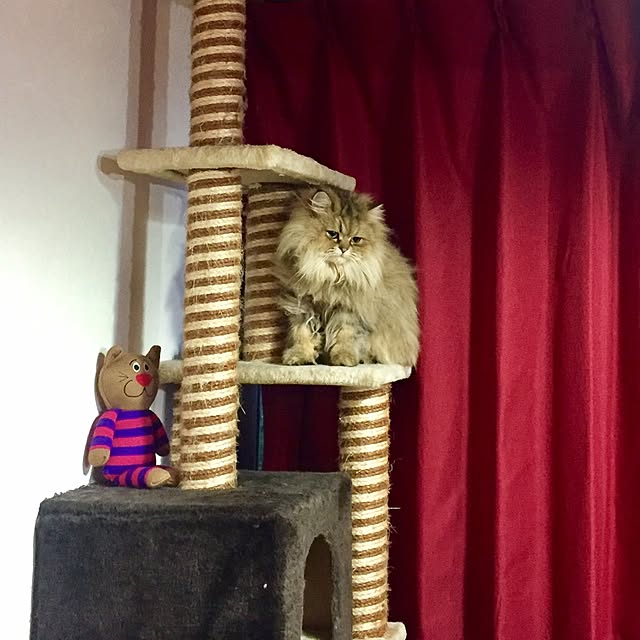 butachanさんの実例写真